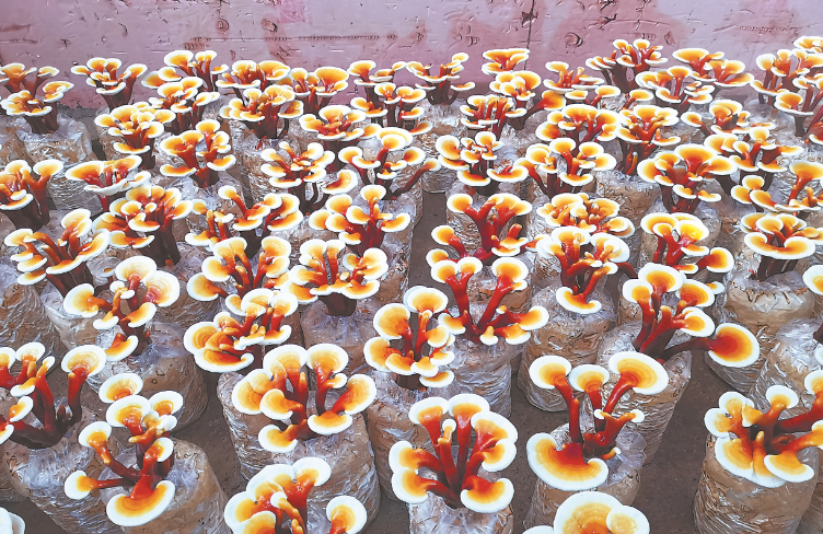 1045dd6edcb74da697da4f88926bdf9e.png 1045dd6edcb74da697da4f88926bdf9e.png